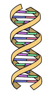 DNA Simple