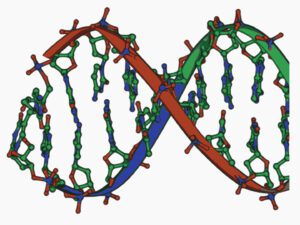 DNA Stub